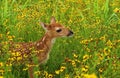 Fawn in field Royalty Free Stock Photo