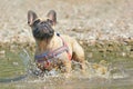 Fawn French Bulldog dog playing in dirty water Royalty Free Stock Photo