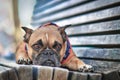 Fawn French Bulldog dog with sad eyes on wooden bench Royalty Free Stock Photo