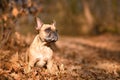 Fawn French Bulldog dog sitting in forest with autumn leaves Royalty Free Stock Photo