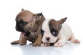 Fawn french bulldog dog sitting next to his friend Royalty Free Stock Photo