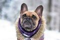 Fawn French Bulldog dog with winter scarf and fur coat in winter snow landscape Royalty Free Stock Photo