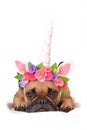 Fawn French Bulldog girl with black mask and unicorn headband with flowers lying on the floor on white background Royalty Free Stock Photo