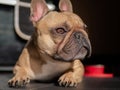 Fawn French Bulldog laying down