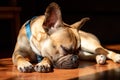 Sad Fawn French Bulldog lying in the sun on a lazy Sunday Royalty Free Stock Photo