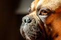 Sad Fawn French Bulldog lying in the sun on a lazy Sunday Royalty Free Stock Photo