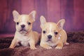 Fawn french bulldog puppies