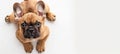Fawn French Bulldog puppy lying on back, looking up at camera on white surface Royalty Free Stock Photo