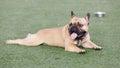 Fawn French Bulldog Puppy Lying Down