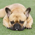 Fawn French Bulldog Puppy Lying Down and Resting with Sad Face Royalty Free Stock Photo