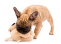 Fawn French Bulldog puppy playing with plush toy. Cute little puppy Royalty Free Stock Photo