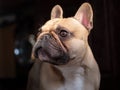 Fawn French Bulldog with White Chest Royalty Free Stock Photo