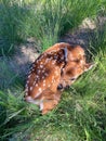 Fawn. Fawn in grass. Deer. Newborn deer. White tail. Animal baby. Mammal.