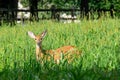 Fawn in the Grass Field Royalty Free Stock Photo