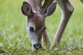 Fawn grazing Royalty Free Stock Photo