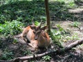 a fawn on the ground Royalty Free Stock Photo