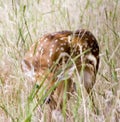 Fawn Hiding Royalty Free Stock Photo