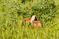 Fawn hiding in grass Royalty Free Stock Photo