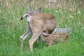 Fawn and his mother, breast-feeding, in the grass Royalty Free Stock Photo