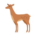 Fawn Isolated. Junior Verdant Young Spotted Deer Royalty Free Stock Photo