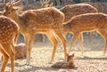 A Fawn Kid of Spotted Deer Chital in Zoo, Jaipur, Rajasthan, India