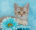 Fawn kitten amongst flowers Royalty Free Stock Photo