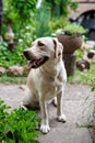 Fawn labrador in flowers in the garden, village Royalty Free Stock Photo