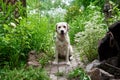 Fawn labrador in flowers in the garden, village Royalty Free Stock Photo