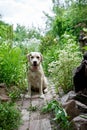 Fawn labrador in flowers in the garden, village Royalty Free Stock Photo