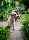 Fawn labrador in flowers in the garden, village Royalty Free Stock Photo