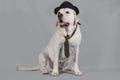 Fawn Labrador male in a black hat and tie sits on a studio background