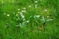 Fawn lilies in Bush Pasture Park in Salem, Oregon