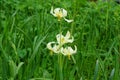 Fawn lily in Bush Pasture Park in Salem, Oregon