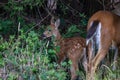 fawn looks around in tall weeds and grass as doe eats Royalty Free Stock Photo