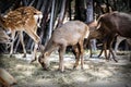 Fawn and masses [ select focus ] at Khonkaen zoo., Thailand