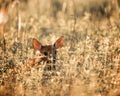 Fawn in the Meadow