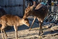 Fawn with mother deer relax in sunshine in the Miyajima island Royalty Free Stock Photo