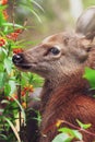 Fawn and mother deer relaxing in a flowers fields