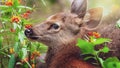 Fawn and mother deer relaxing in a flowers fields