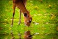 Fawn in the nature