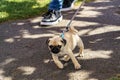 A Fawn Pug Puppy Enjoying a Walk in the Park.