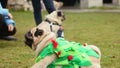 Fawn pug wearing funny Christmas tree suit, good dog obeying owner's commands