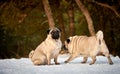 Fawn Pugs Royalty Free Stock Photo