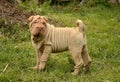 Fawn puppy sharpei Royalty Free Stock Photo