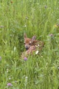 Fawn Resting in Lush Meadow Royalty Free Stock Photo