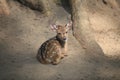 A fawn resting under a tree in the morning sun Royalty Free Stock Photo