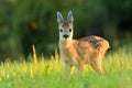 Fawn roe deer wildlife Capreolus capreolus antlers western roe deer male European graze in meadow nice eyes fur forest in Royalty Free Stock Photo