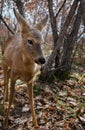 Fawn in the safari park