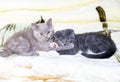 Fawn Scottish straight and Scotish-fold bicolor blue kittens are lying on a blanket Royalty Free Stock Photo