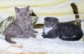 Fawn Scottish straight and Scotish-fold bicolor blue kittens are lying Royalty Free Stock Photo